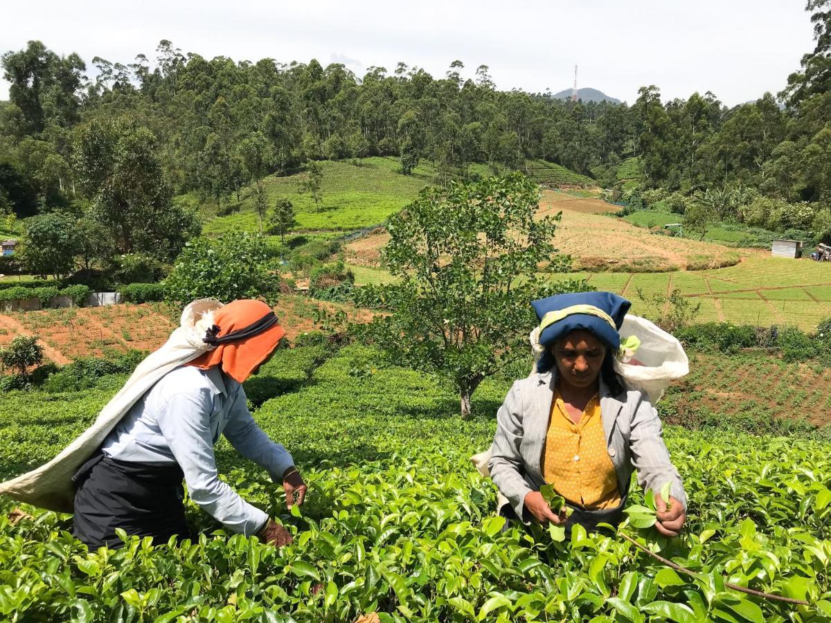 Stafford Bungalow Nuwara Eliya Bagian luar foto